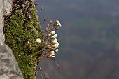 17_saxifraga vandelii